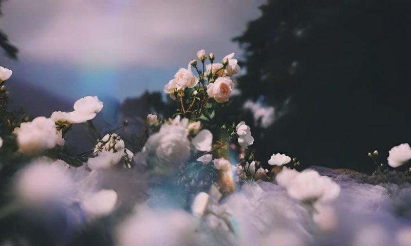Bluete-Kollektion Blüte Kollektion Bilder Hintergrund