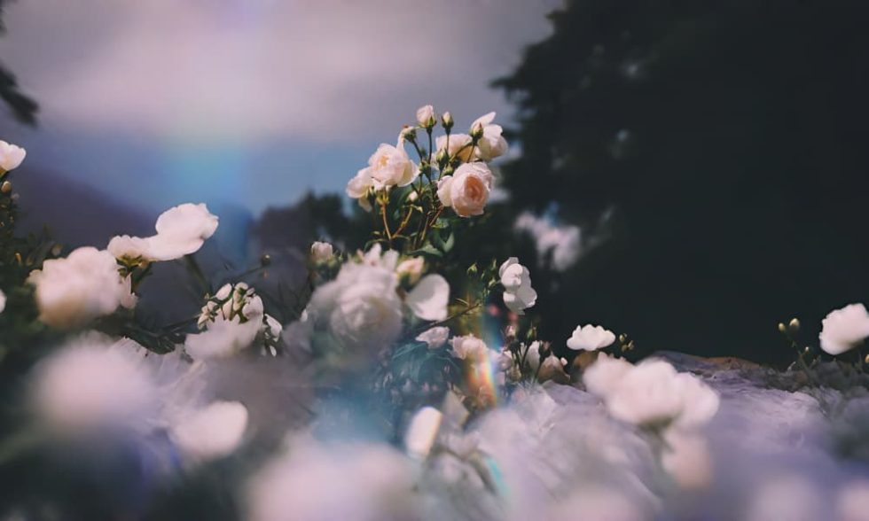 Blüte Kollektion Bilder Hintergrund