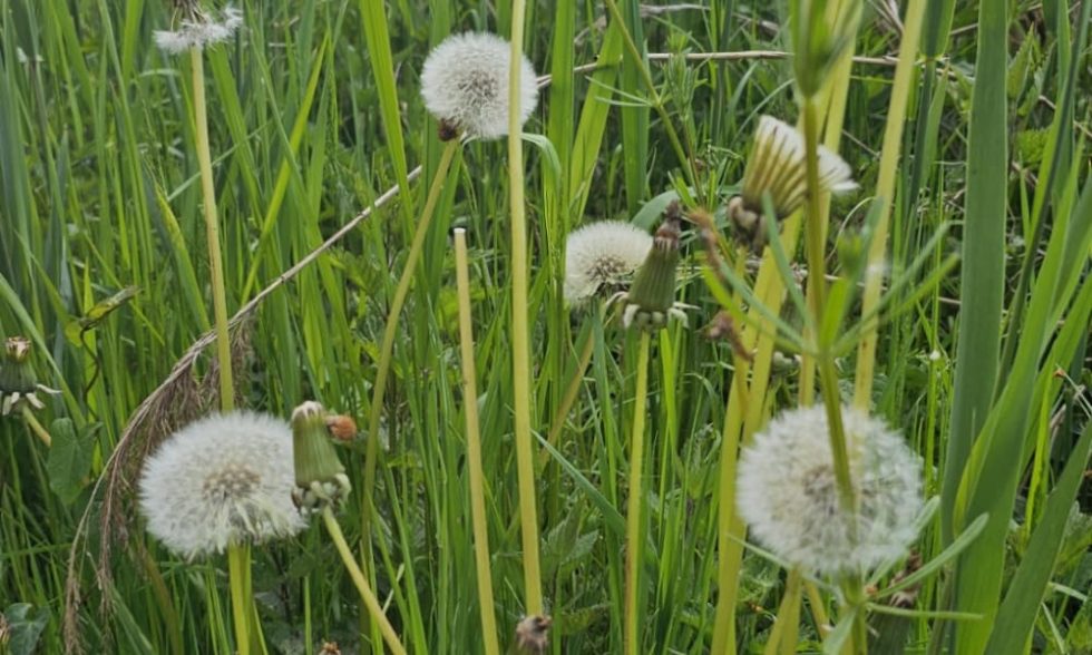 Sommer Kollektion Hintergrund Katalog Bilder
