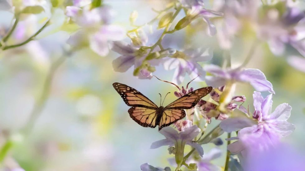 Kollektion-Schmetterling